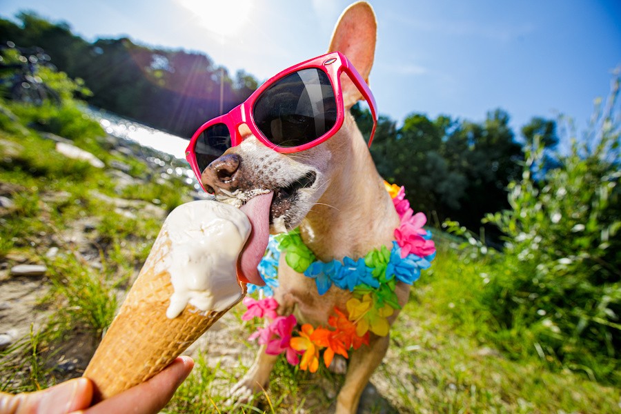 AdobeStock_dogdayssummer