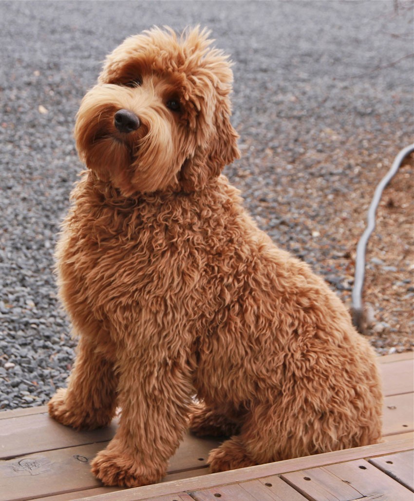 Procurement and SMB Suppliers: Corporate Labradoodle?