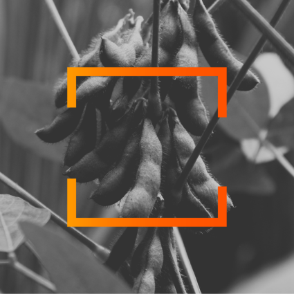 Dependence and Diversification: Inside the Soybean Standoff